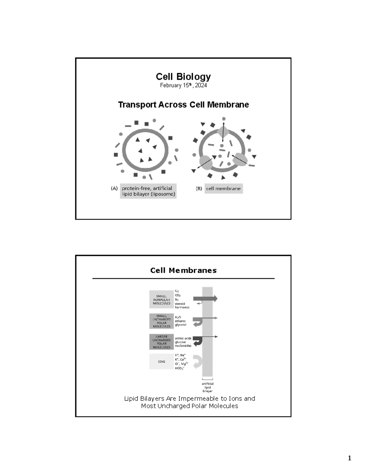 Cell BIO Lecture 7 membrane transport 021524 - Cell Biology February ...