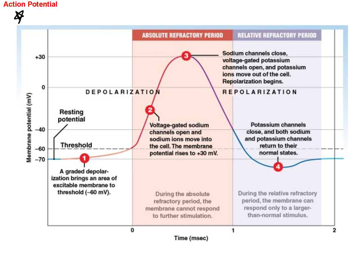 Refractory Period Example Ap Psych