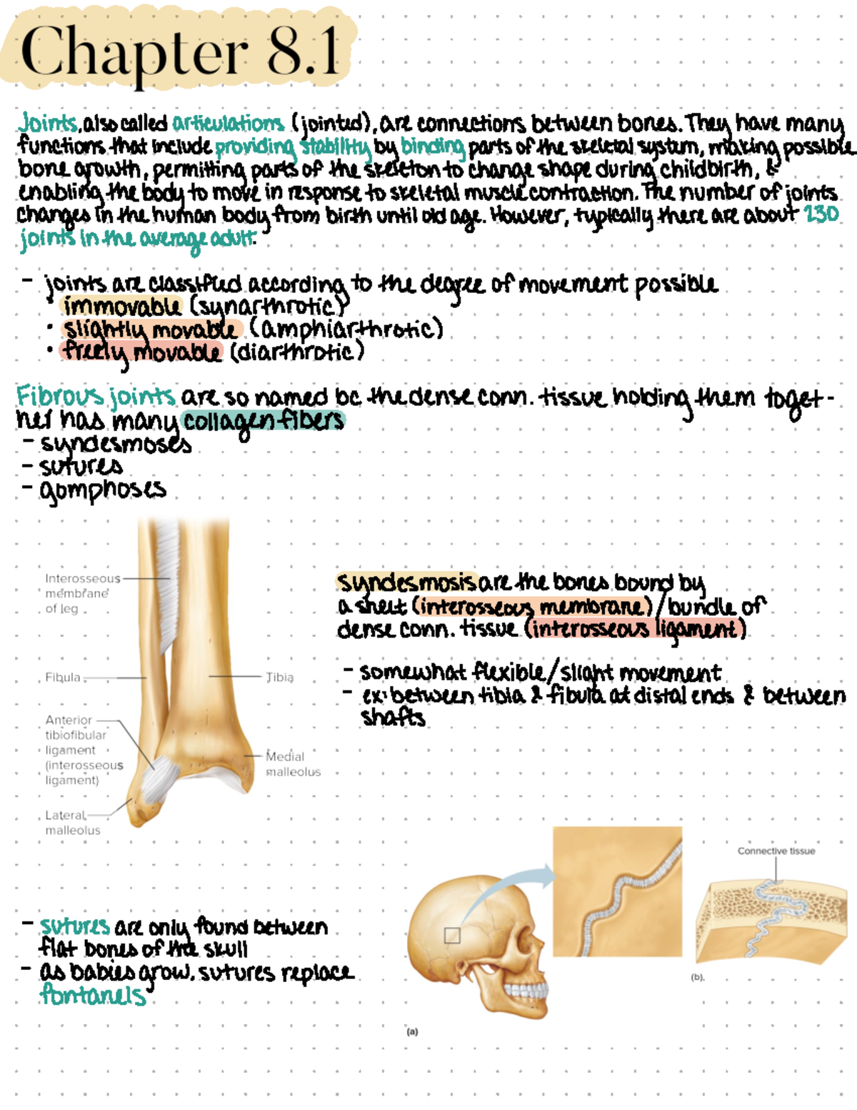 Chapter 8 Joints Of The Skeletal System - Joints , Also ...