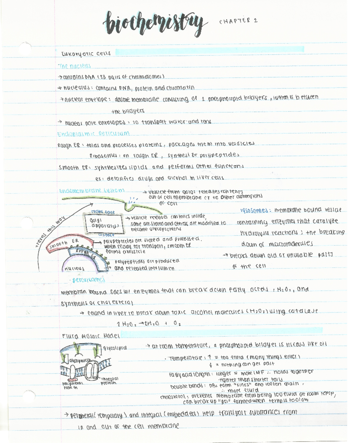 Biology Grade 12 Unit 1 Biochem Exam Notes P5 - Studocu