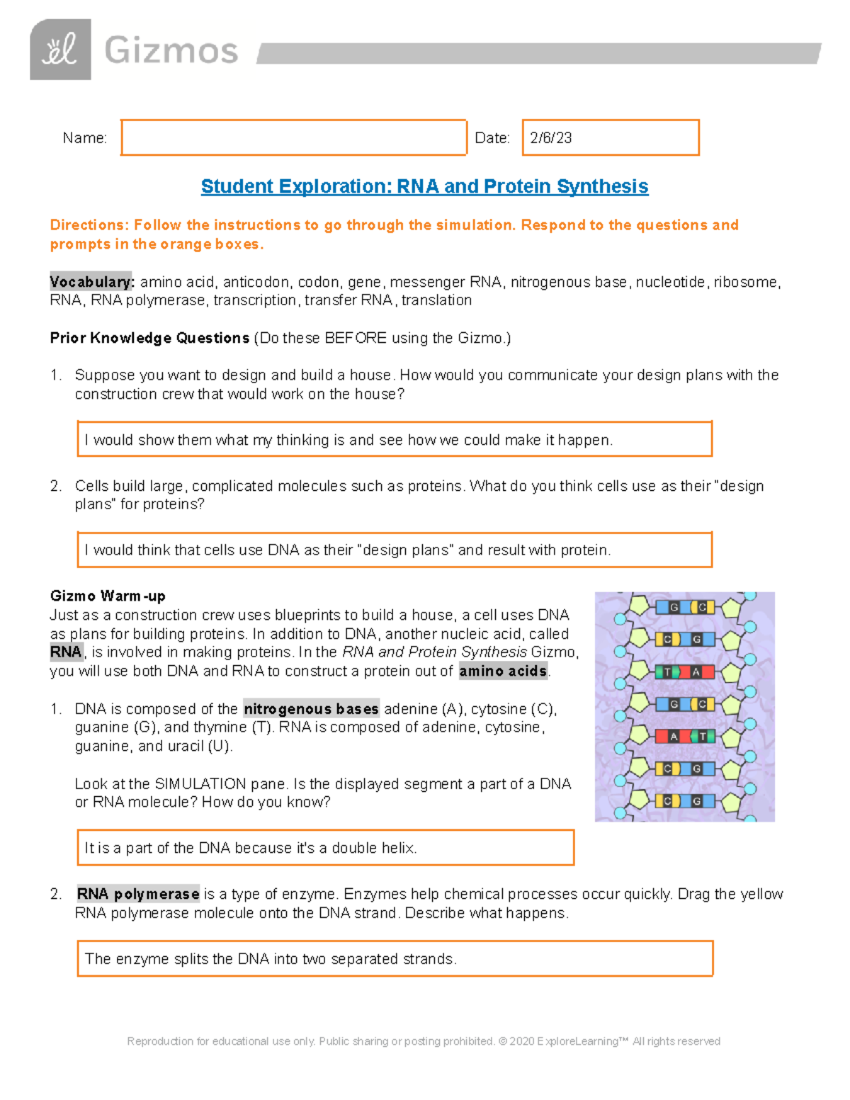 RNA Protein Synthesis Gizmos - Name: Date: 2/6/ Student Exploration ...