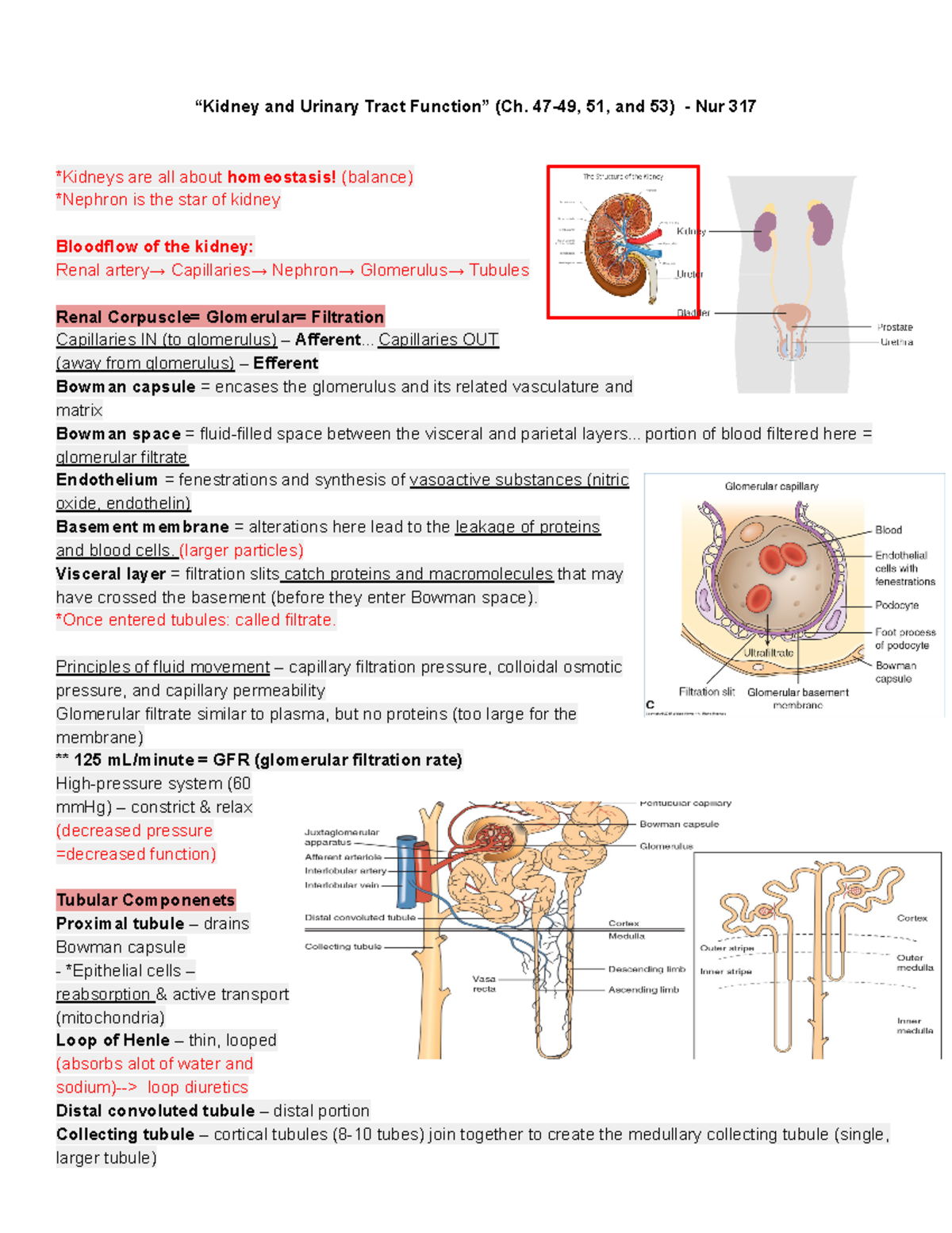 Renal and GU Study Guide (Adult Health Exam 3) - Deprecated API usage ...