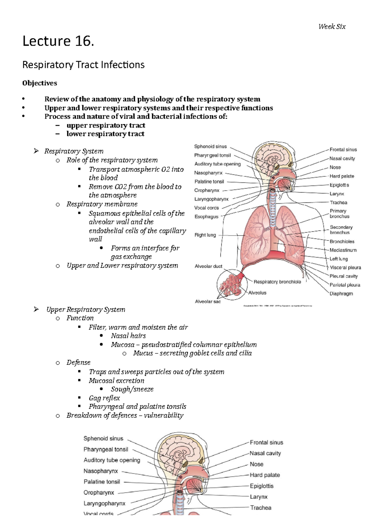 HUBS2505 Lecture 16 - Summary Notes - Lecture 16. Respiratory Tract ...