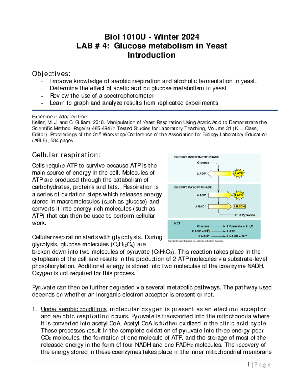 Lab 4 - Glucose Metabolism In Yeast Introduction And Protocol-W2024 ...