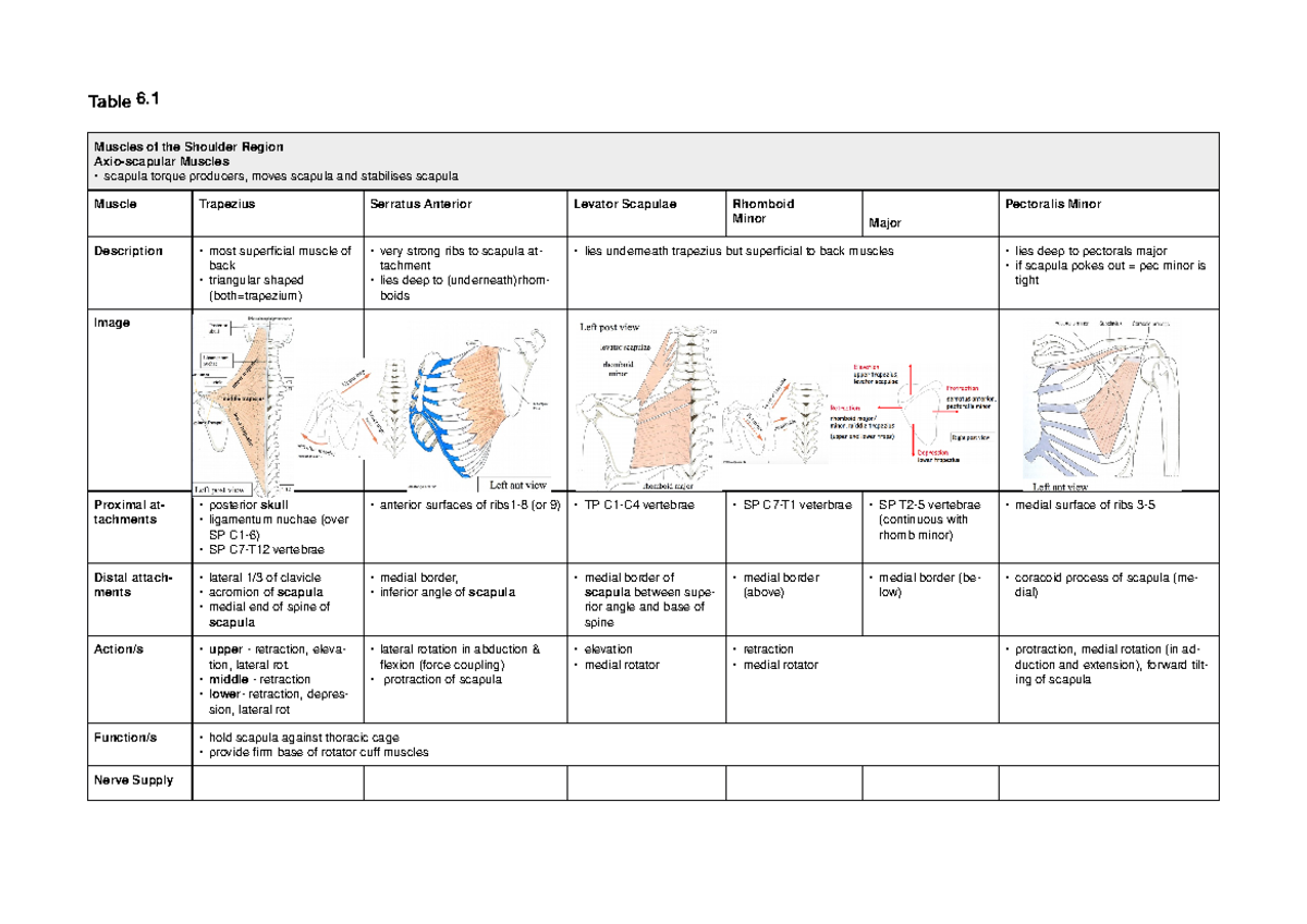 BIOS1168 notes table 6 - Table 6. Muscles of the Shoulder Region Axio ...