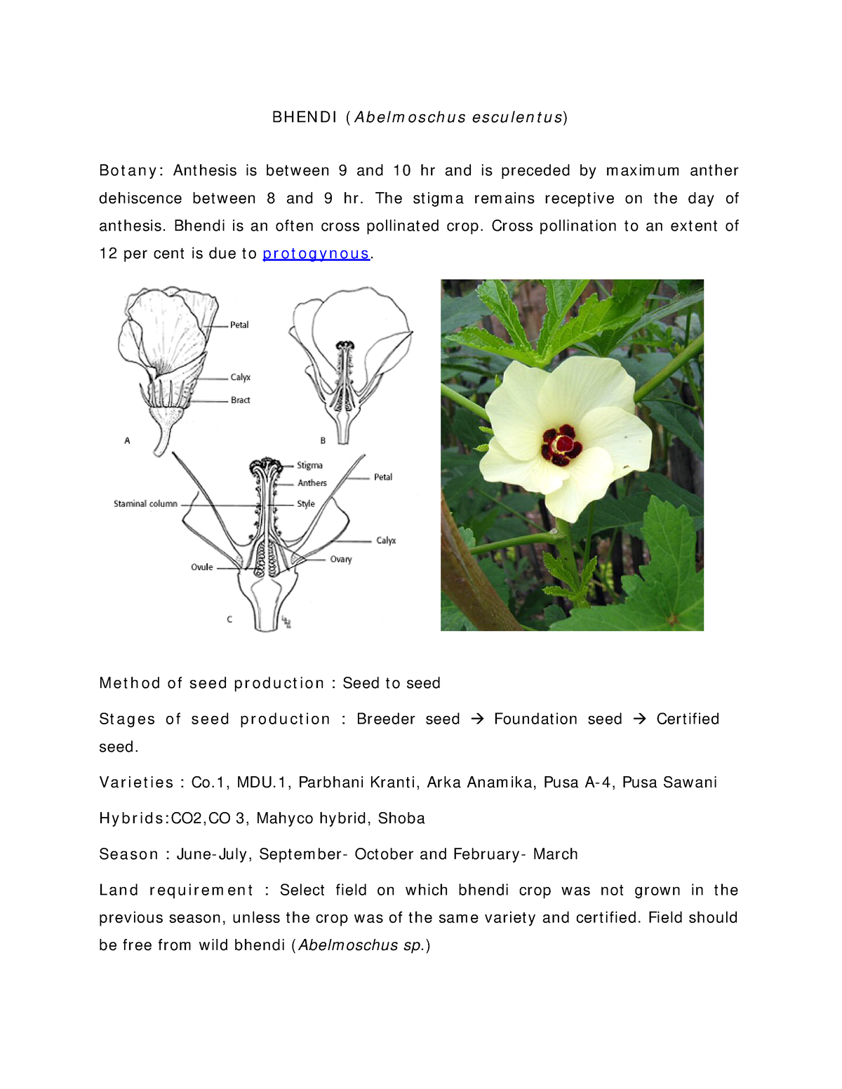 Seed Production Of Okra - B H EN D I ( A B E L M O S Ch U S E S Cu L E ...