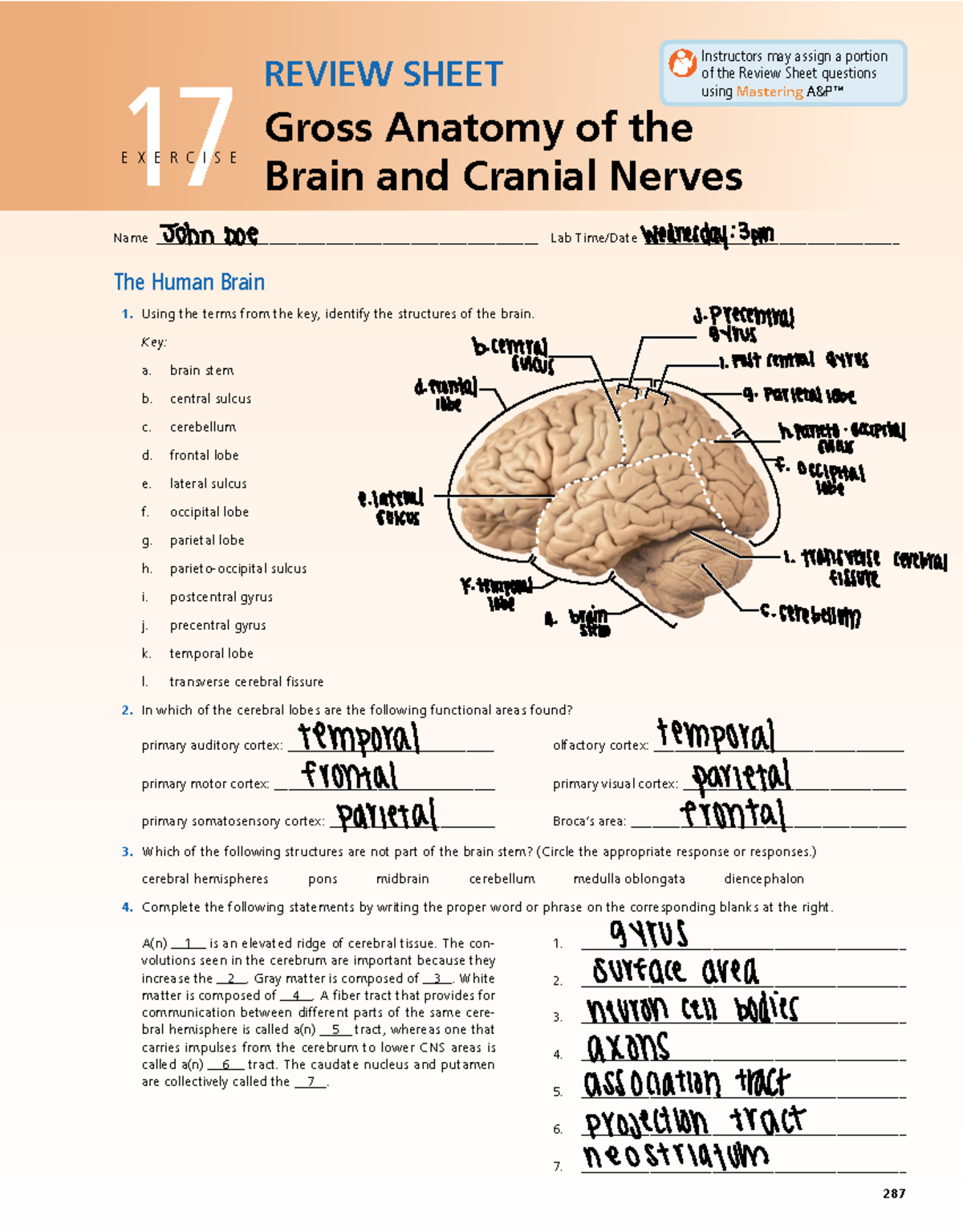 Week 4 Lab Work -pages-1 - 287287 REVIEW SHEET Gross Anatomy of the 17 ...