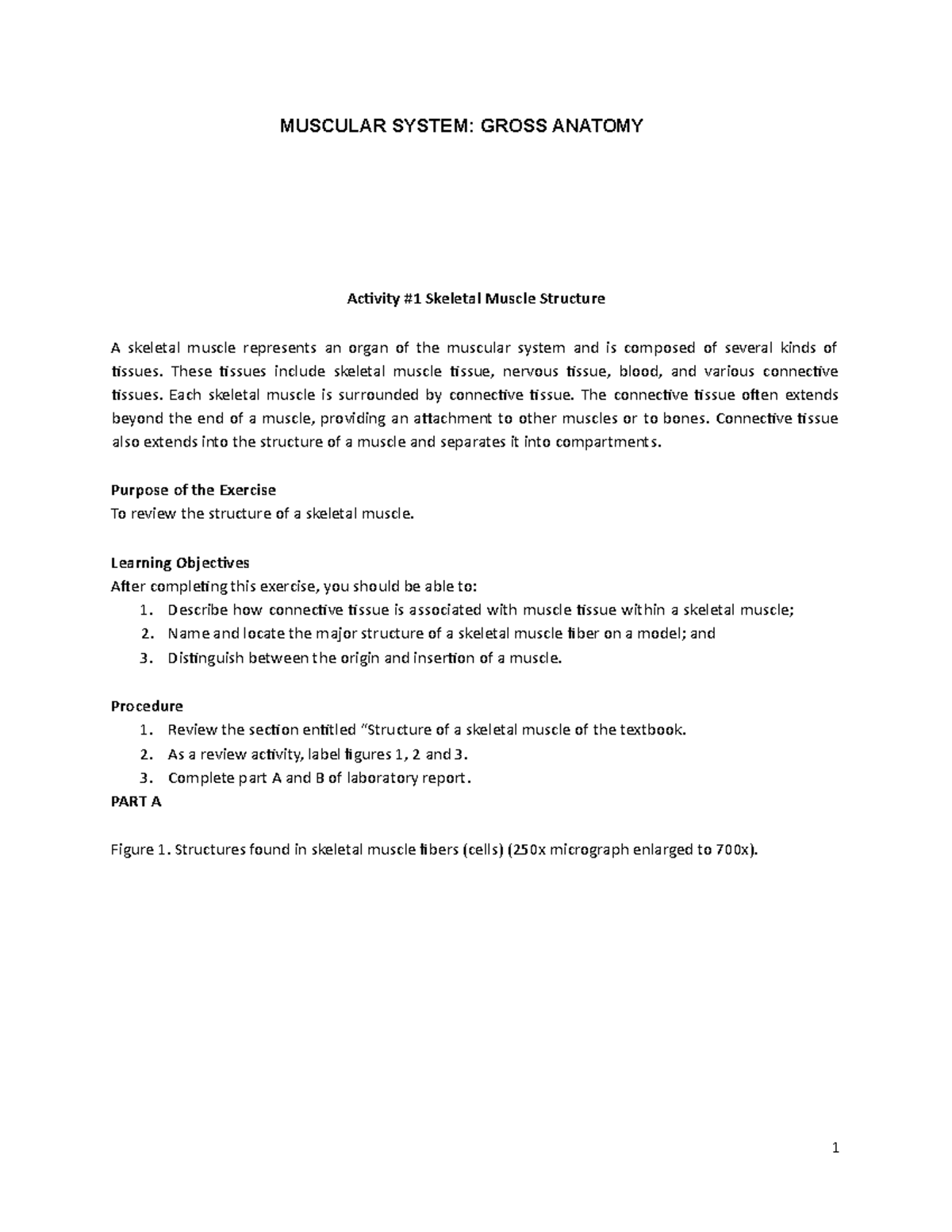 7 SP edited Muscular System Gross Anatomy - MUSCULAR SYSTEM: GROSS ...
