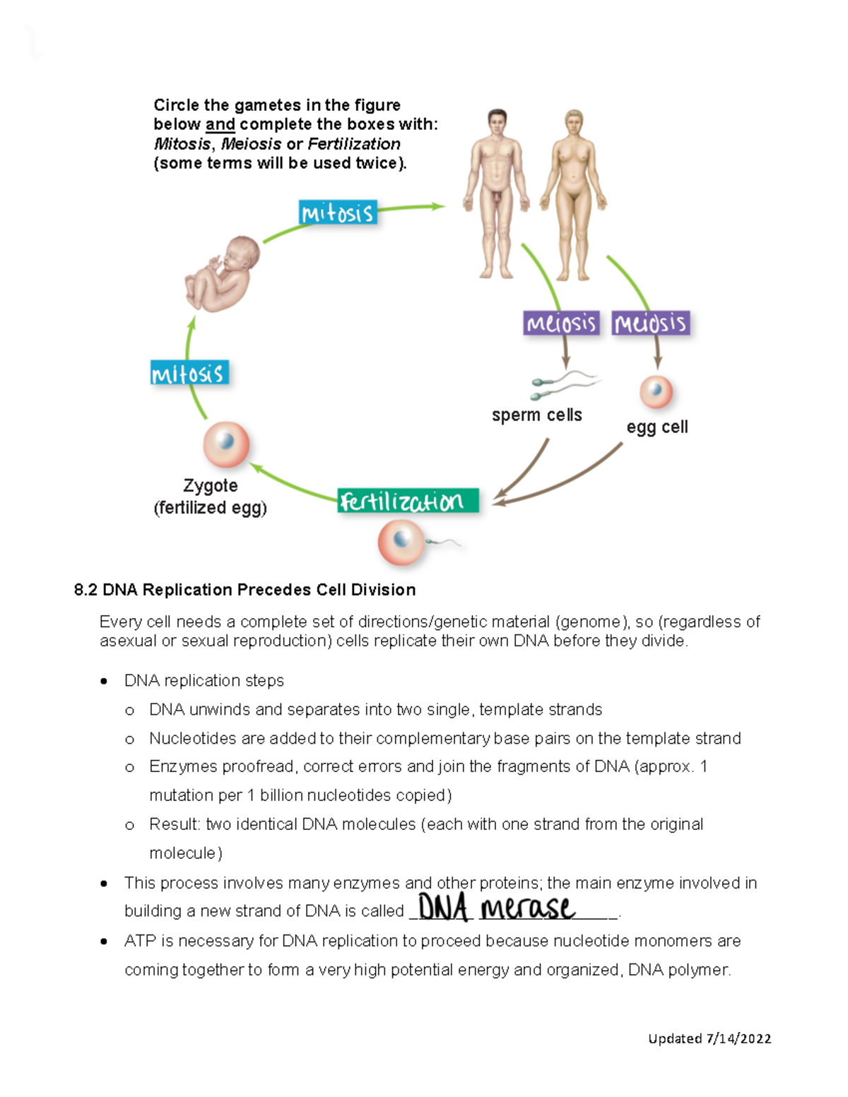 DNA sctructure and gene function - Updated 7/14/ 8 DNA Replication ...