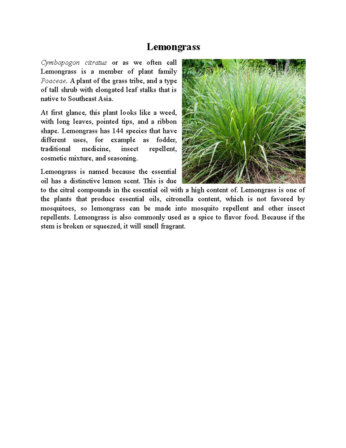 Lemongrass - Lemongrass Cymbopogon citratus or as we often call ...