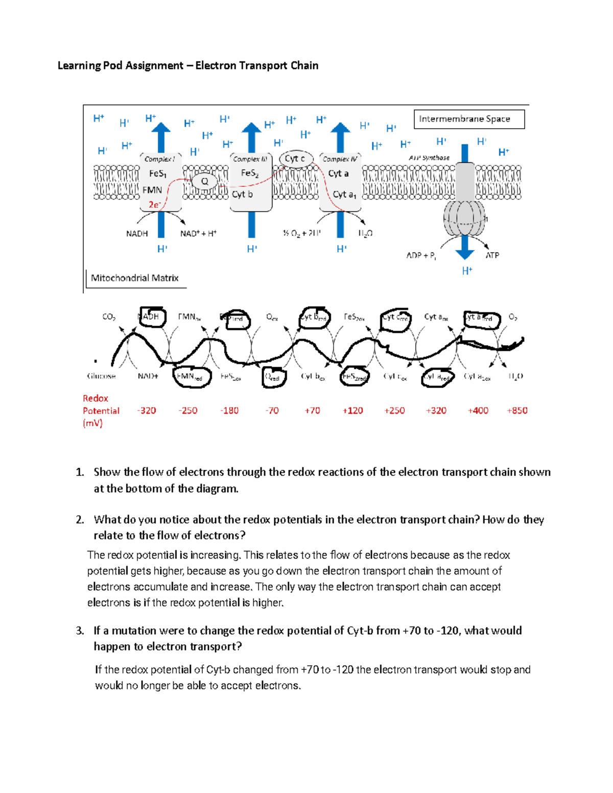 06-Learning Pod - Electron Transport Chain-3 - Learning Pod Assignment ...