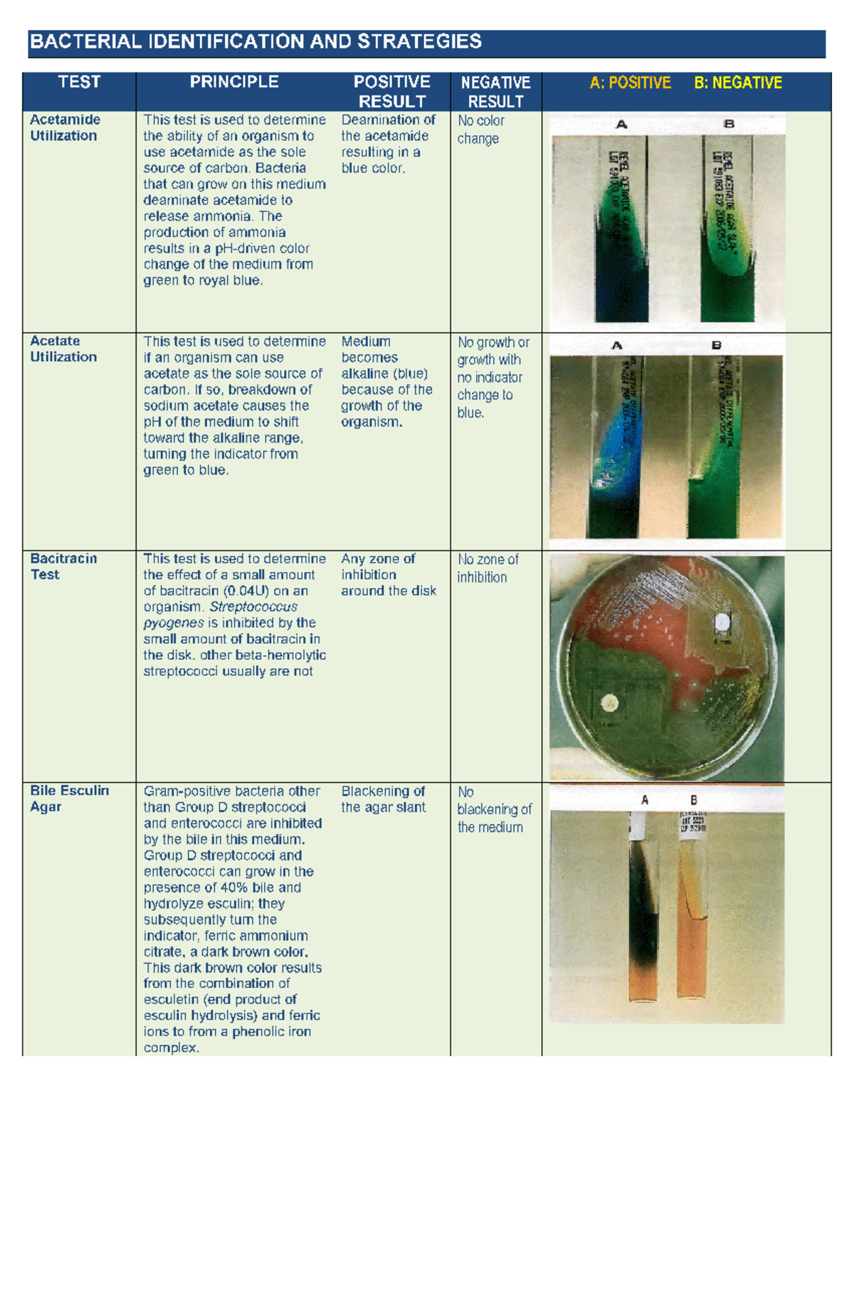 Bacterial Identification AND Strategies - Medical Technology - Studocu