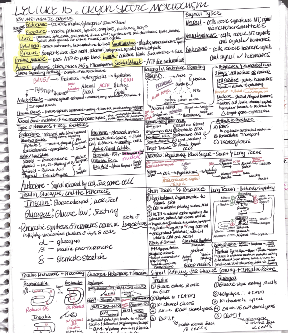 Lecture 16 Organ Specific Metabolism - BIOS 302 - Studocu