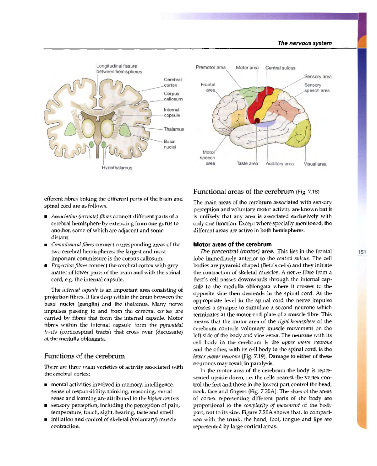 Human-Anatomy and Physiology 57 - The nervous system Figure 7 A section ...