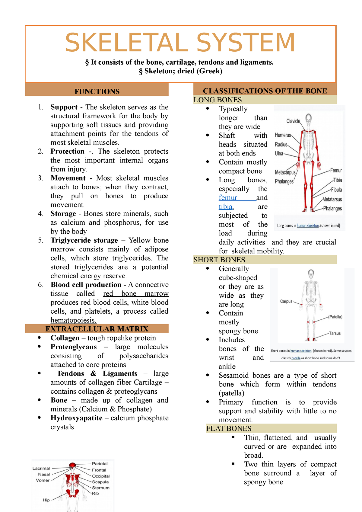 Skeletal System - FUNCTIONS Support - The skeleton serves as the ...