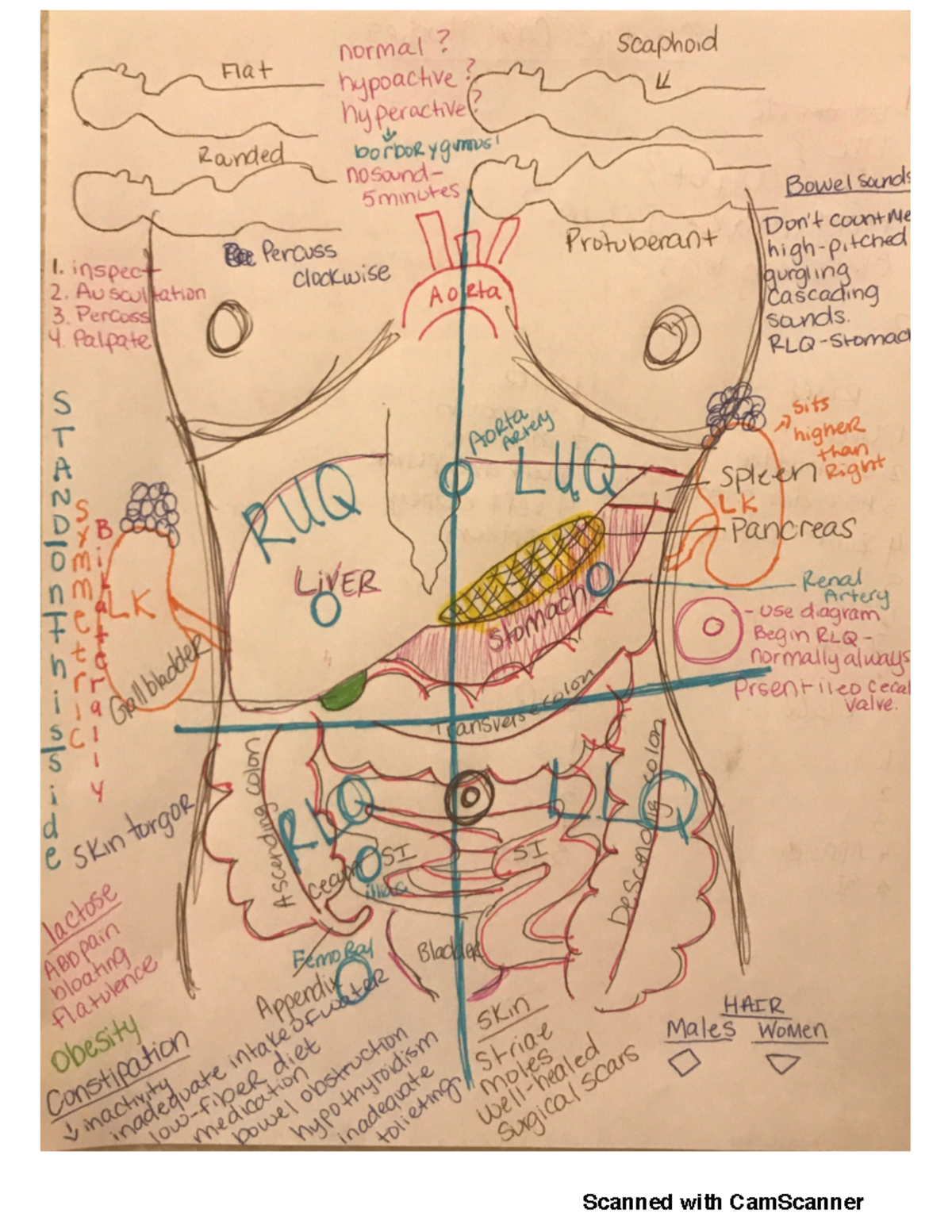 Abdomen diagram - computer cience - normal ? scaphoid Flat hypoactive ...