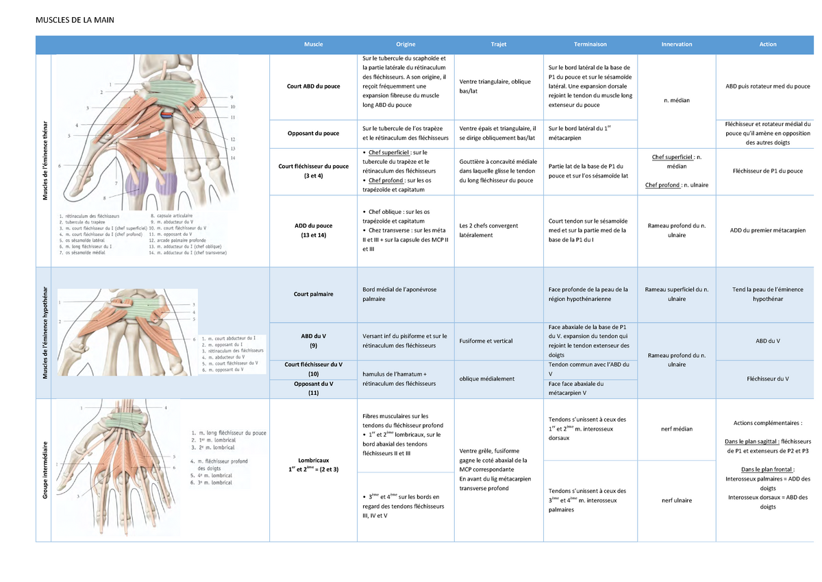 Muscles De La Main - MUSCLES DE LA MAIN Muscle Origine Trajet ...