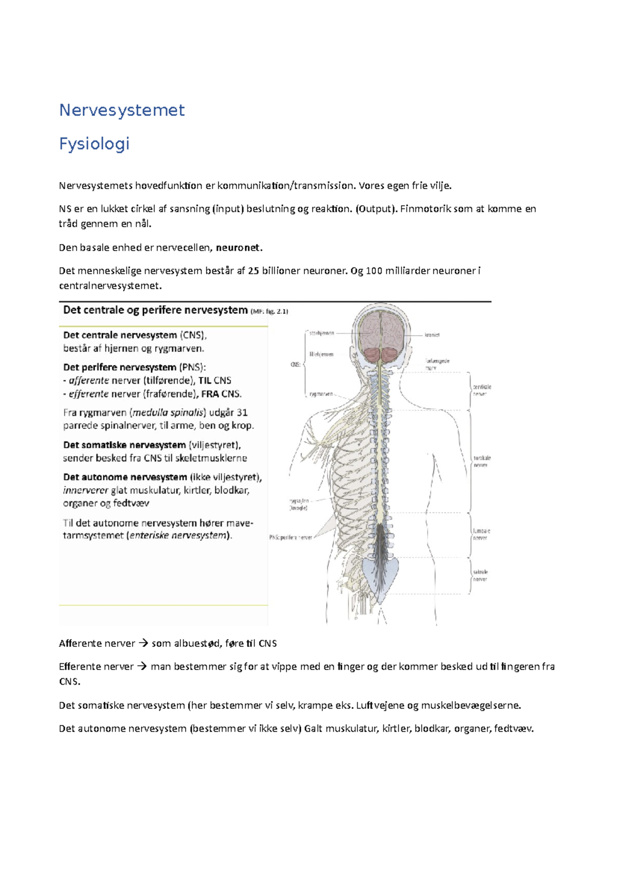 Fysiologi Nervesystemet Anatomi Fysiologi Og Biokemi Studocu | My XXX ...