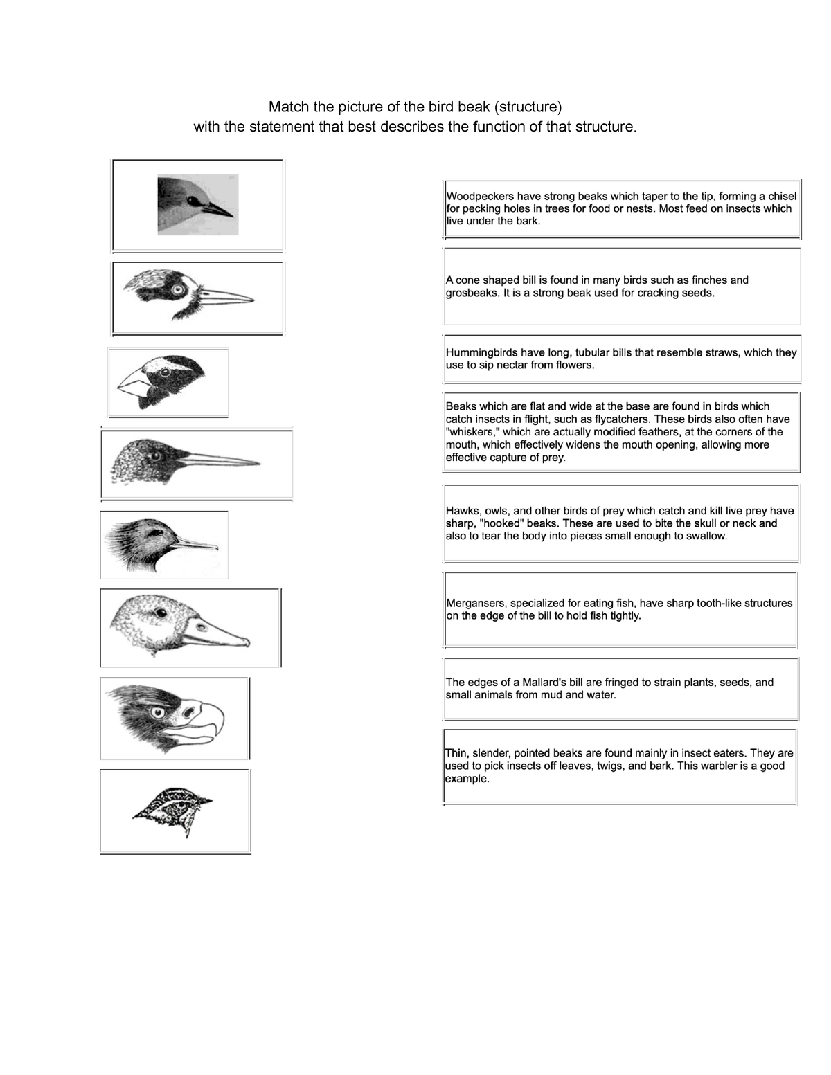 Bird beaks-2 - structure and function of bird beaks - BIOL 101 - Match ...