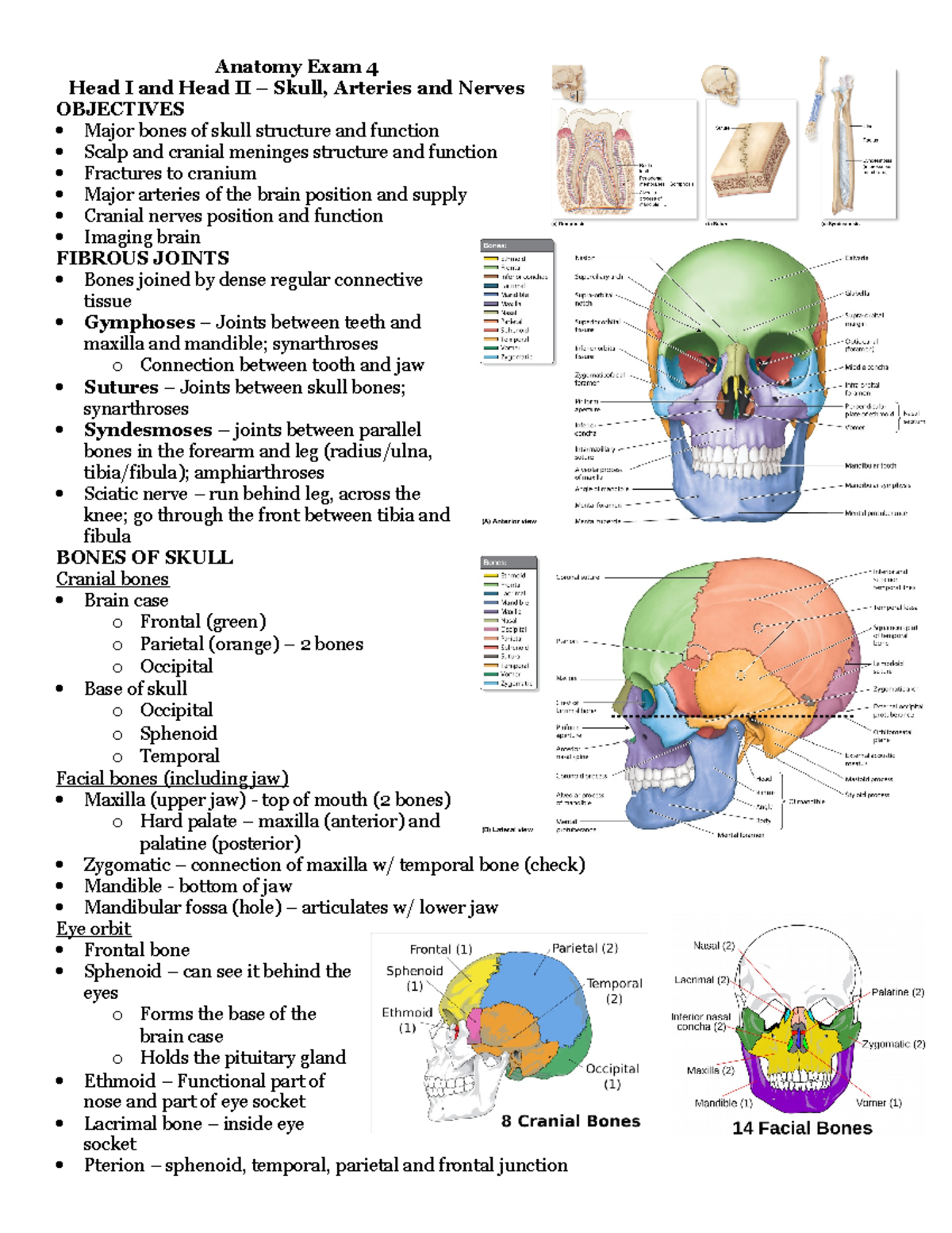 Head I & II - Nelson - Anatomy Exam 4 Head I and Head II – Skull ...