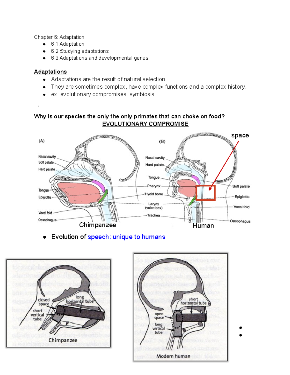 BIO 1330 Ch6 Adaptation - Chapter 6: Adaptation 6 Adaptation 6 Studying ...