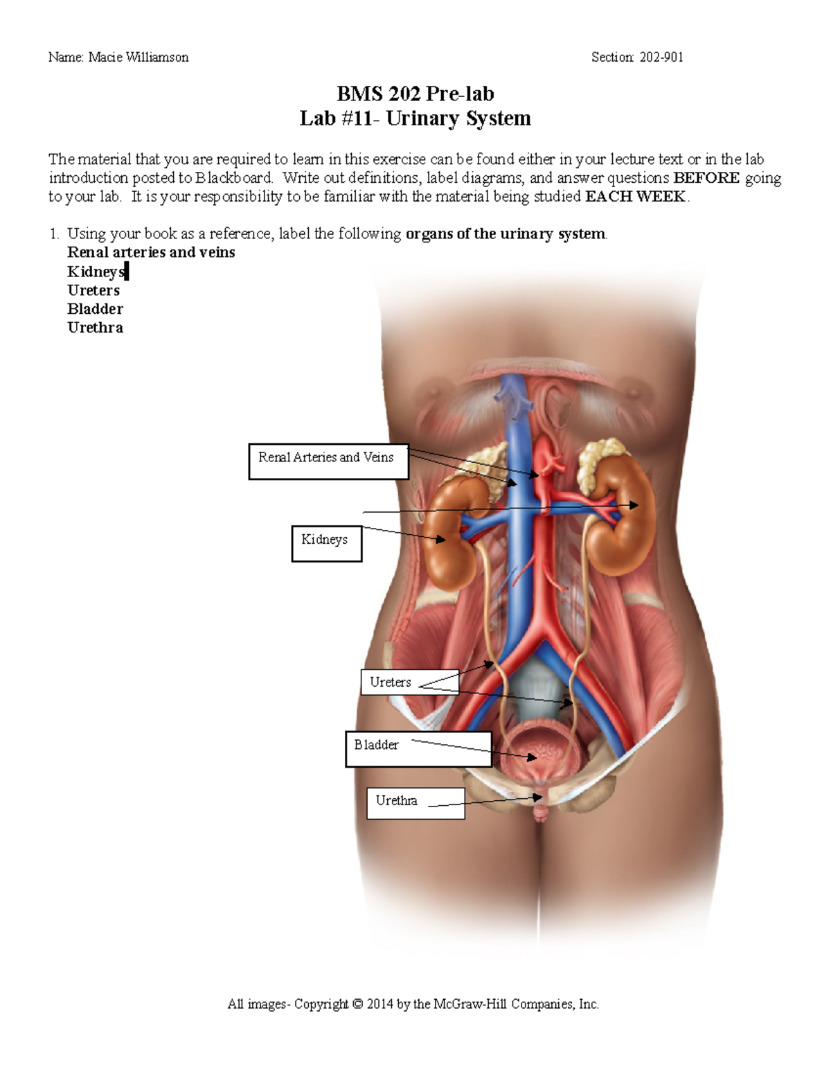 lab assignment urinary system