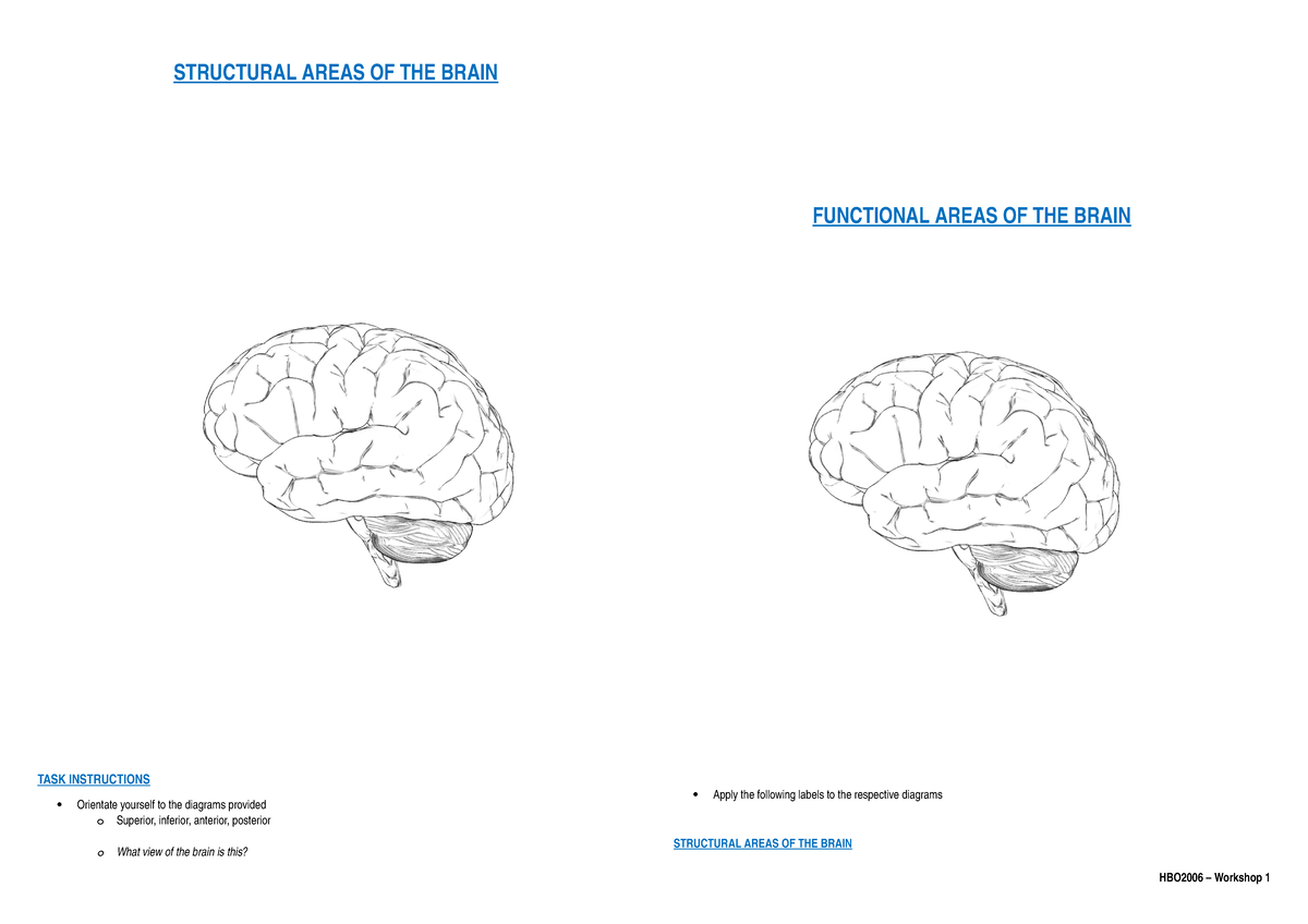 s1-areas-of-the-brain-activity-1-structural-areas-of-the-brain