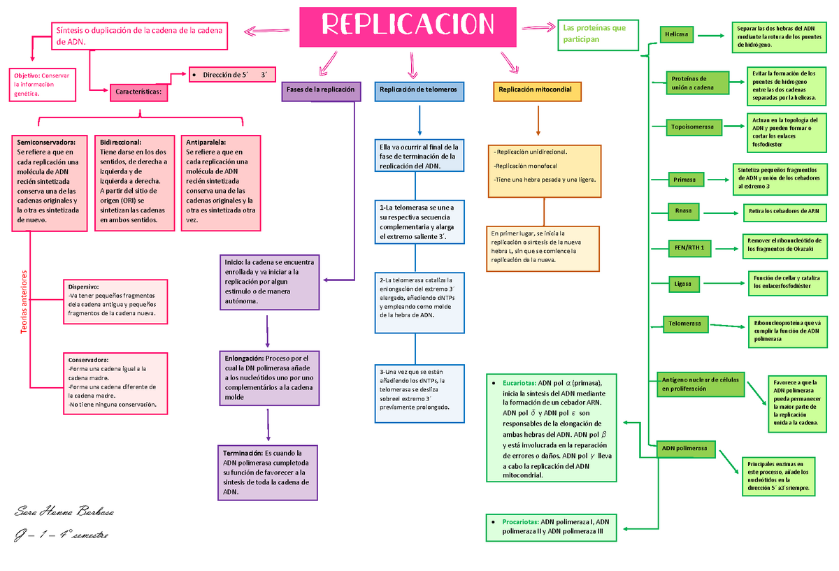 Replicacion mapa conceptual - v Síntesis o duplicación de la cadena de la  cadena de ADN. - Studocu