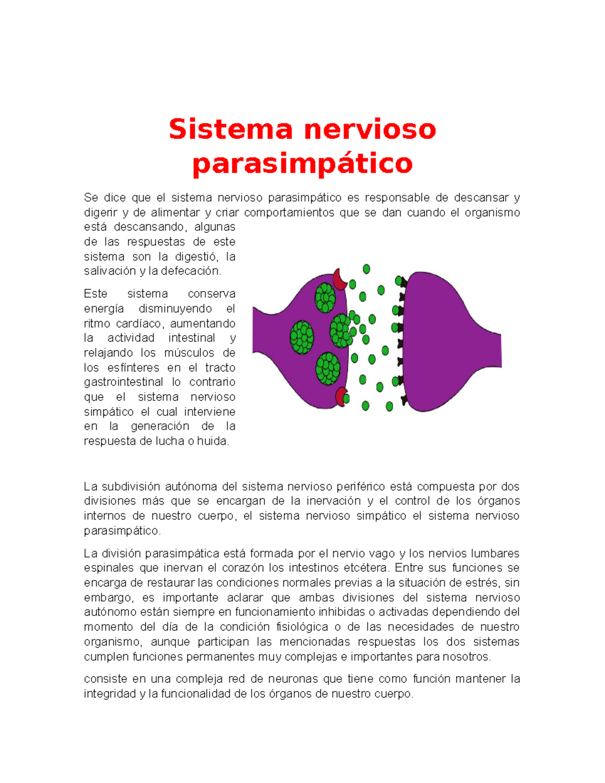 sistema nervioso parasimpático descansar y digerir