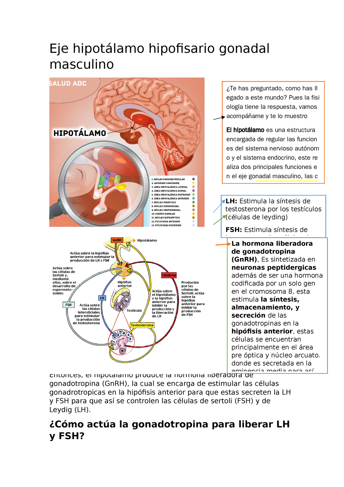 Eje Hipotálamo Hipofisiario De Fisiologia Eje Hipotálamo Hipofisario Gonadal Masculino 2726