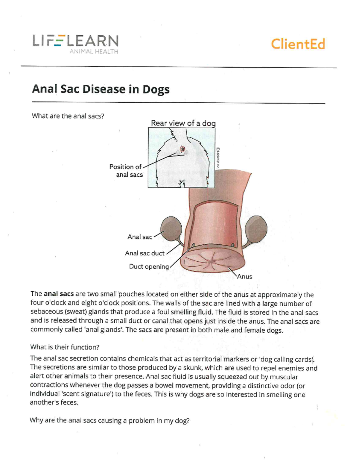 Anal glands Ll FELIEABLN ClientEd Anal Sac Disease in Dogs What are
