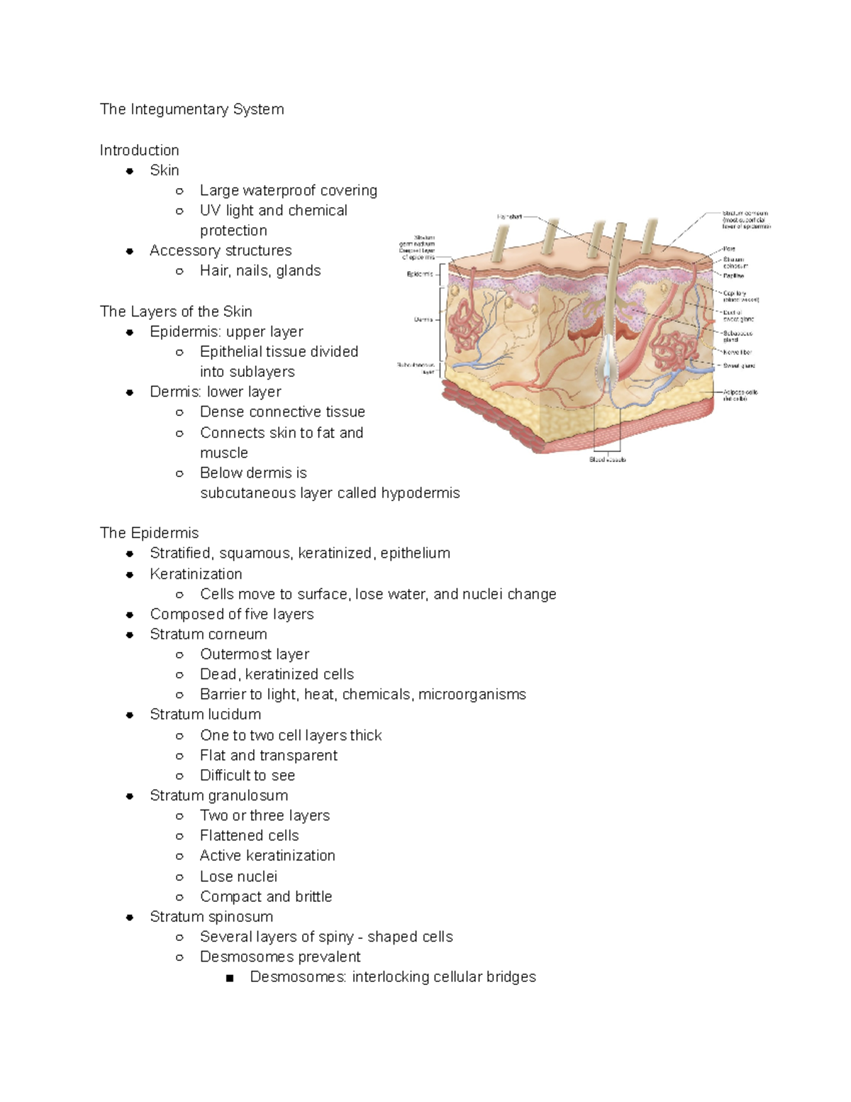 Chapter 6 - These Notes Cover The Integumentary System - The 