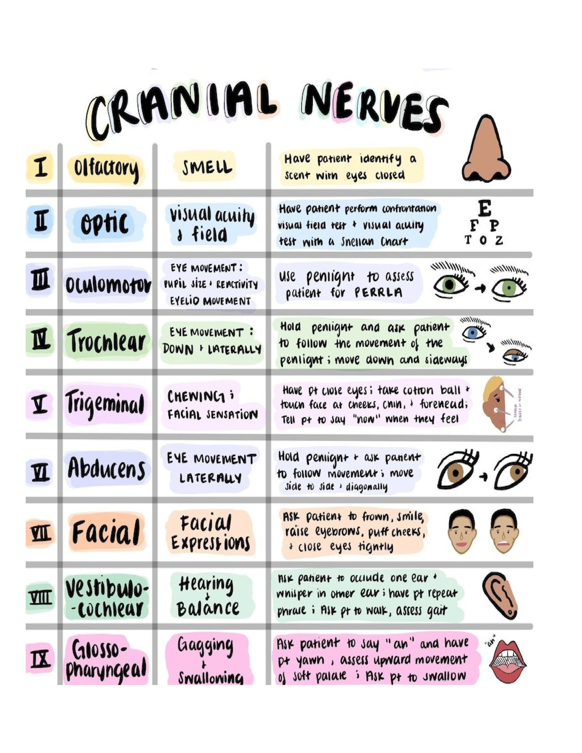 Cranial Nerve 1 - NSG 4513 - Studocu
