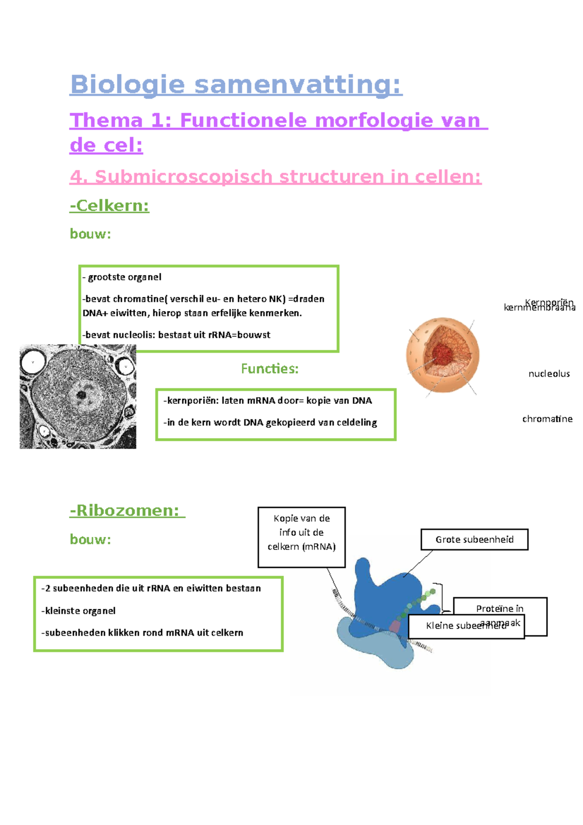 Biologie Samenvatting - Biologie Samenvatting: Thema 1: Functionele ...