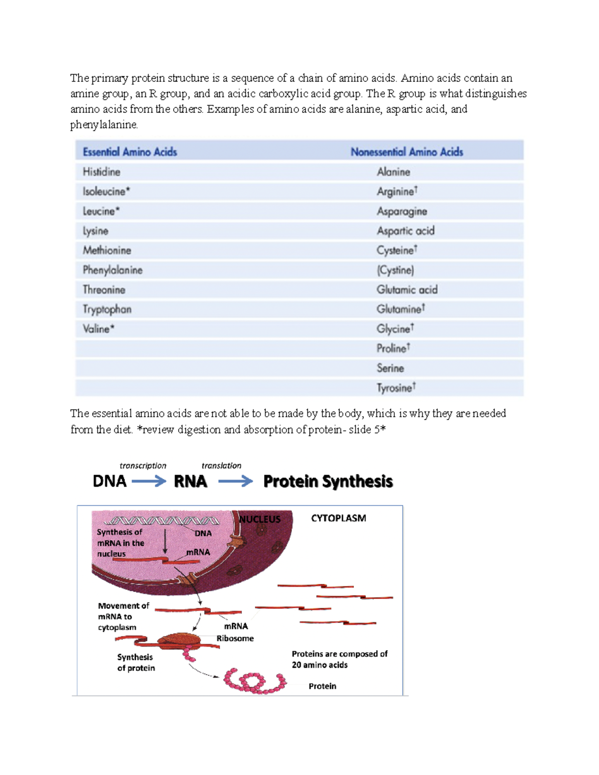 HUN2201 Exam 3 Notes The primary protein structure is a sequence of a