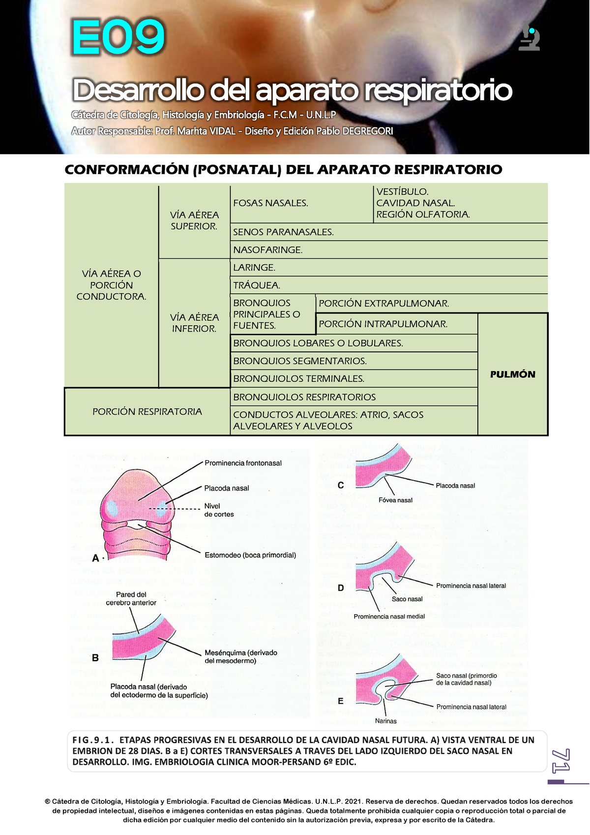 E09 - Desarrollo DEL Aparato Respiratorio 2021 71-78 WEB - C·tedra De ...