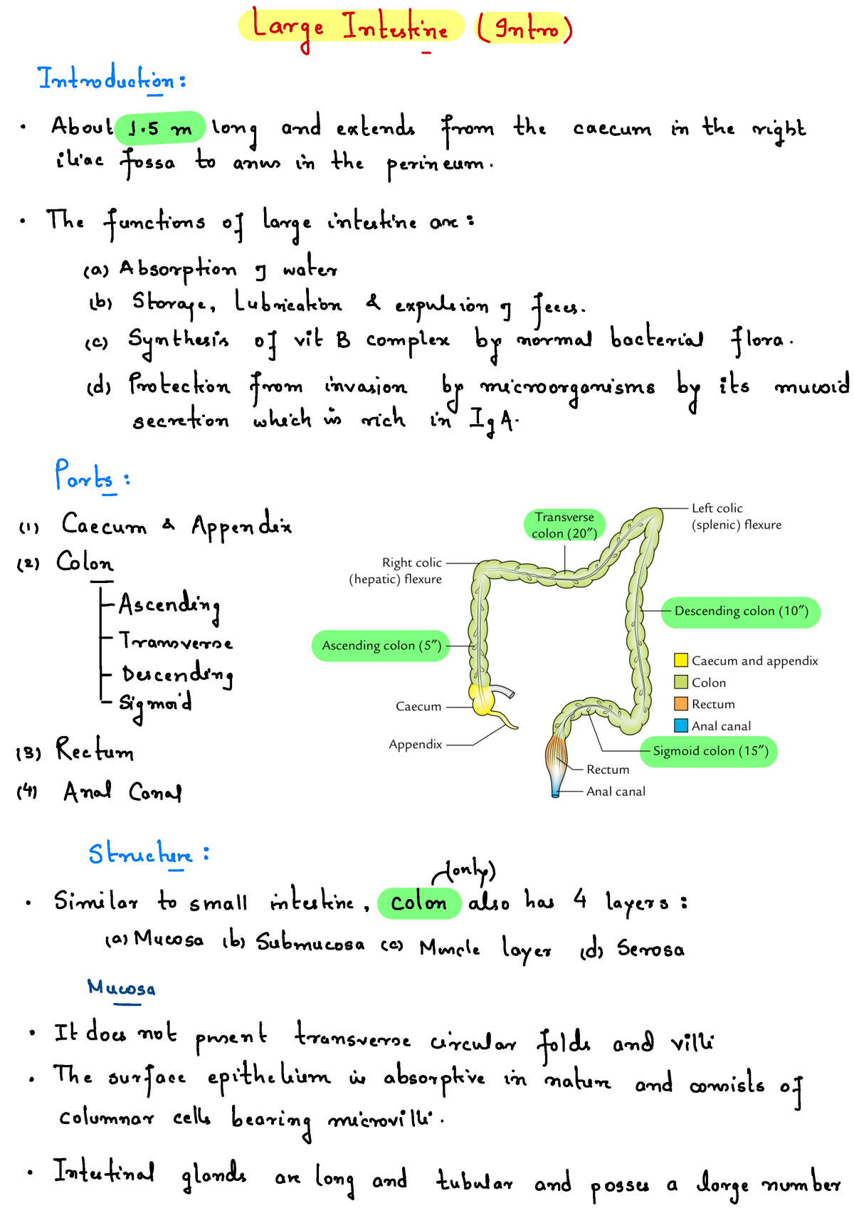 Abdominal Organ - Large Intestine - Large Intestine ( gntro ...