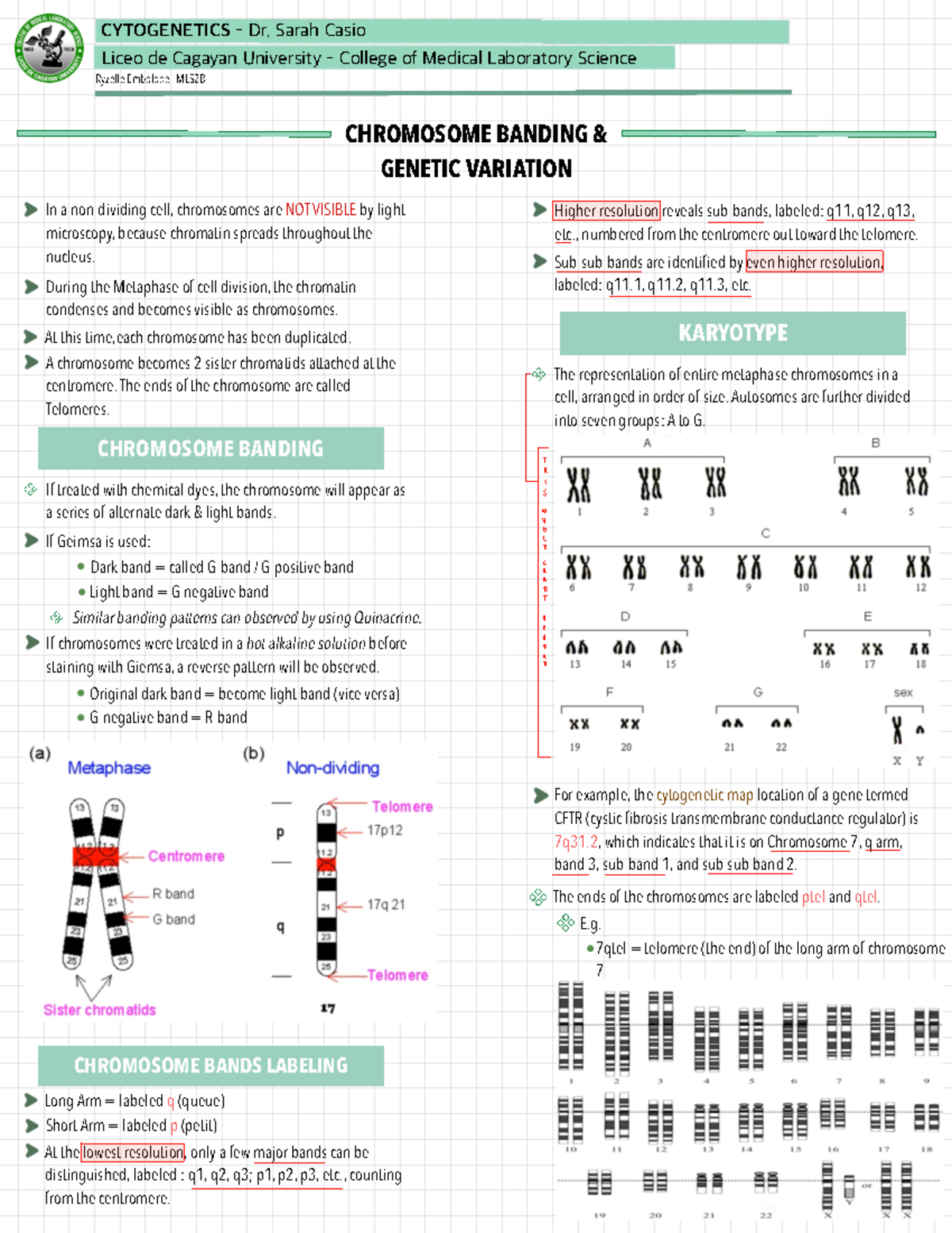 Chromosome Banding—Genetic Variation Trans - Ryzelle Embolode - MLS2B ...