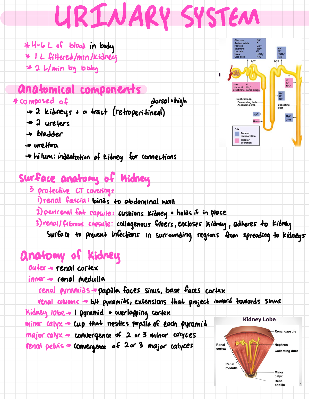 Urinary System - Anatomy and Physiology 2 lecture notes. Professor ...