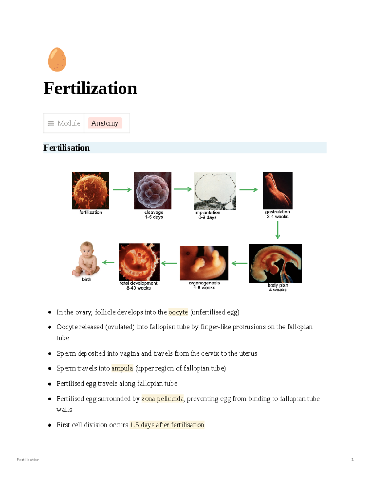 Fertilization 901485 de092a4b34a0dfcdd 212171 f11 - 🥚 Fertilization ...