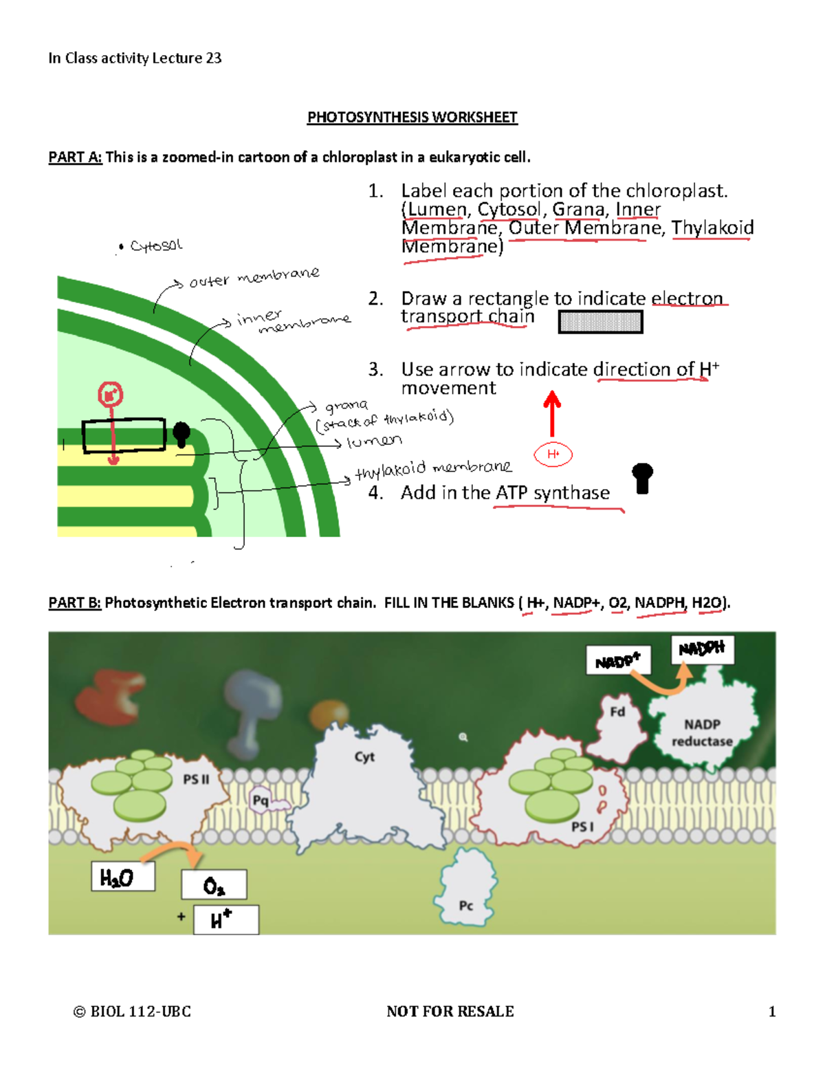 Lecture+23+In-Class+worksheet BIOL+112+2022WT - In Class activity ...