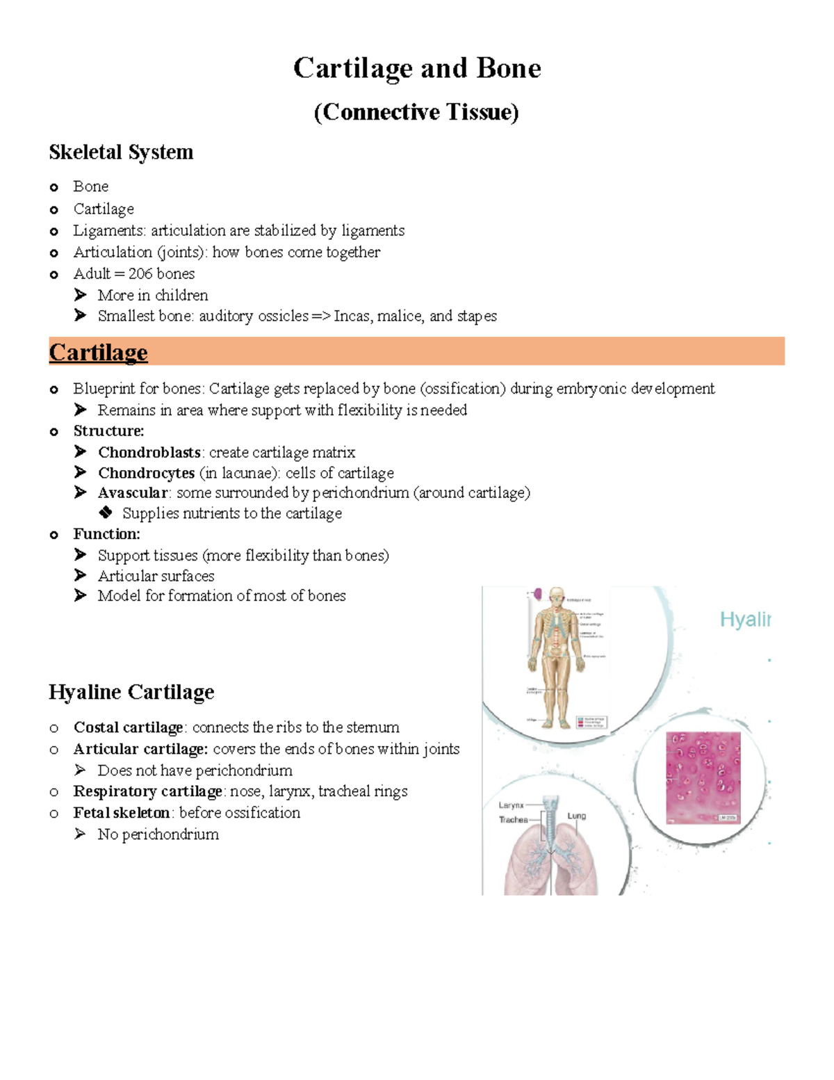 Module 3 - Cartilage and Bone - Cartilage and Bone (Connective Tissue ...