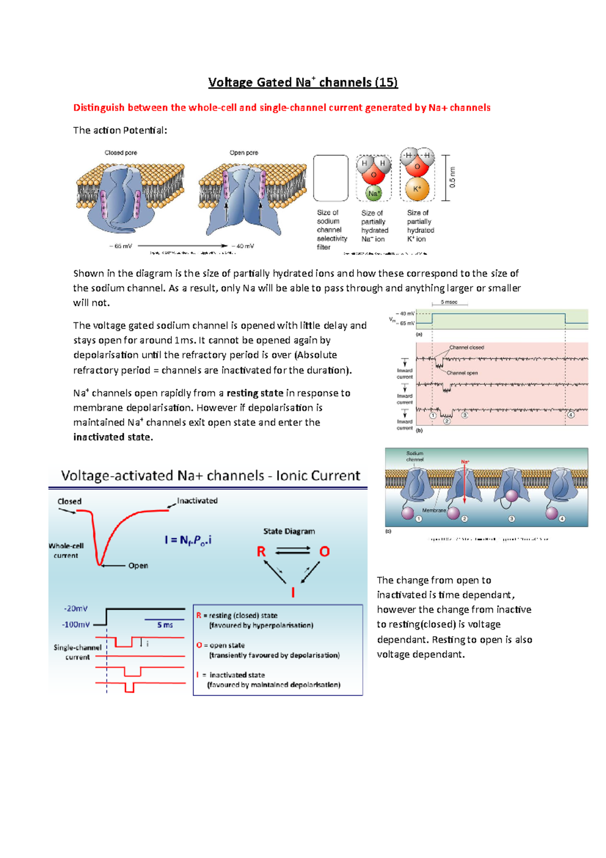 Voltage Gated Na+ channels (15) - Voltage Gated Na + channels (15 ...