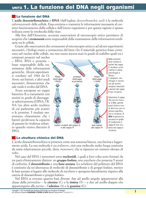 La sintesi proteica La sintesi proteica è il processo che porta alla  formazione delle proteine utilizzando le informazioni contenute nel DNA. Si  tratta. - ppt video online scaricare