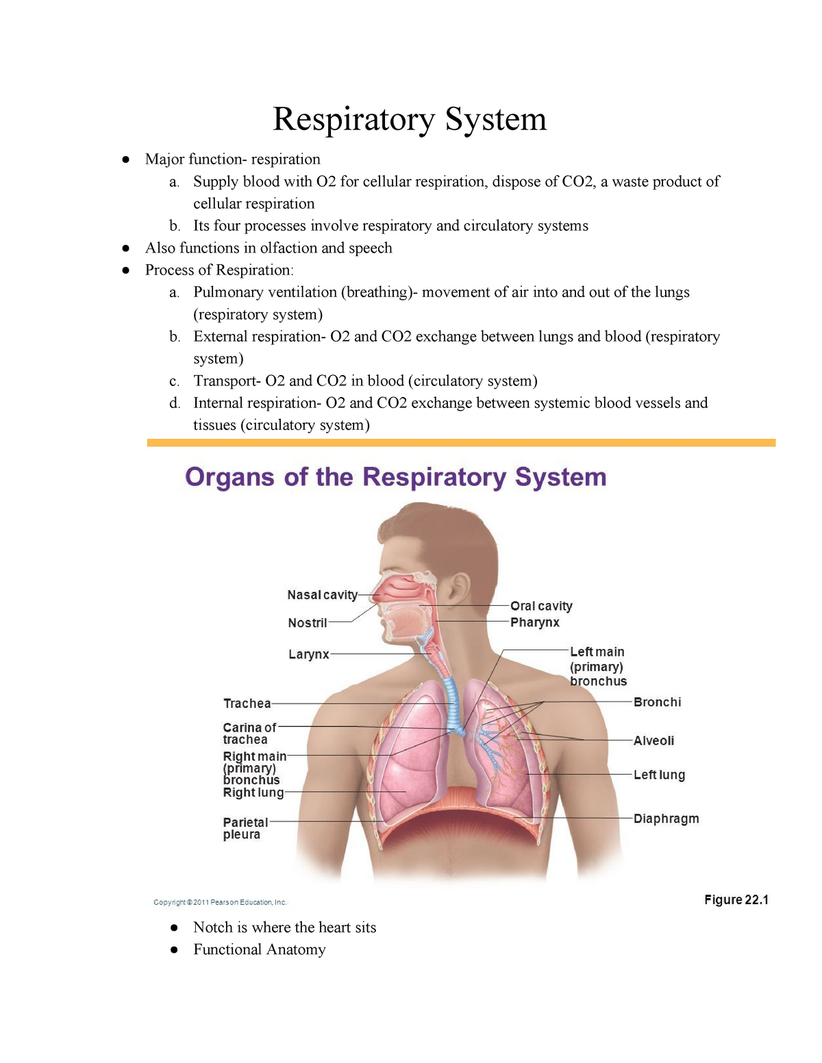 respiratory system assignment answers
