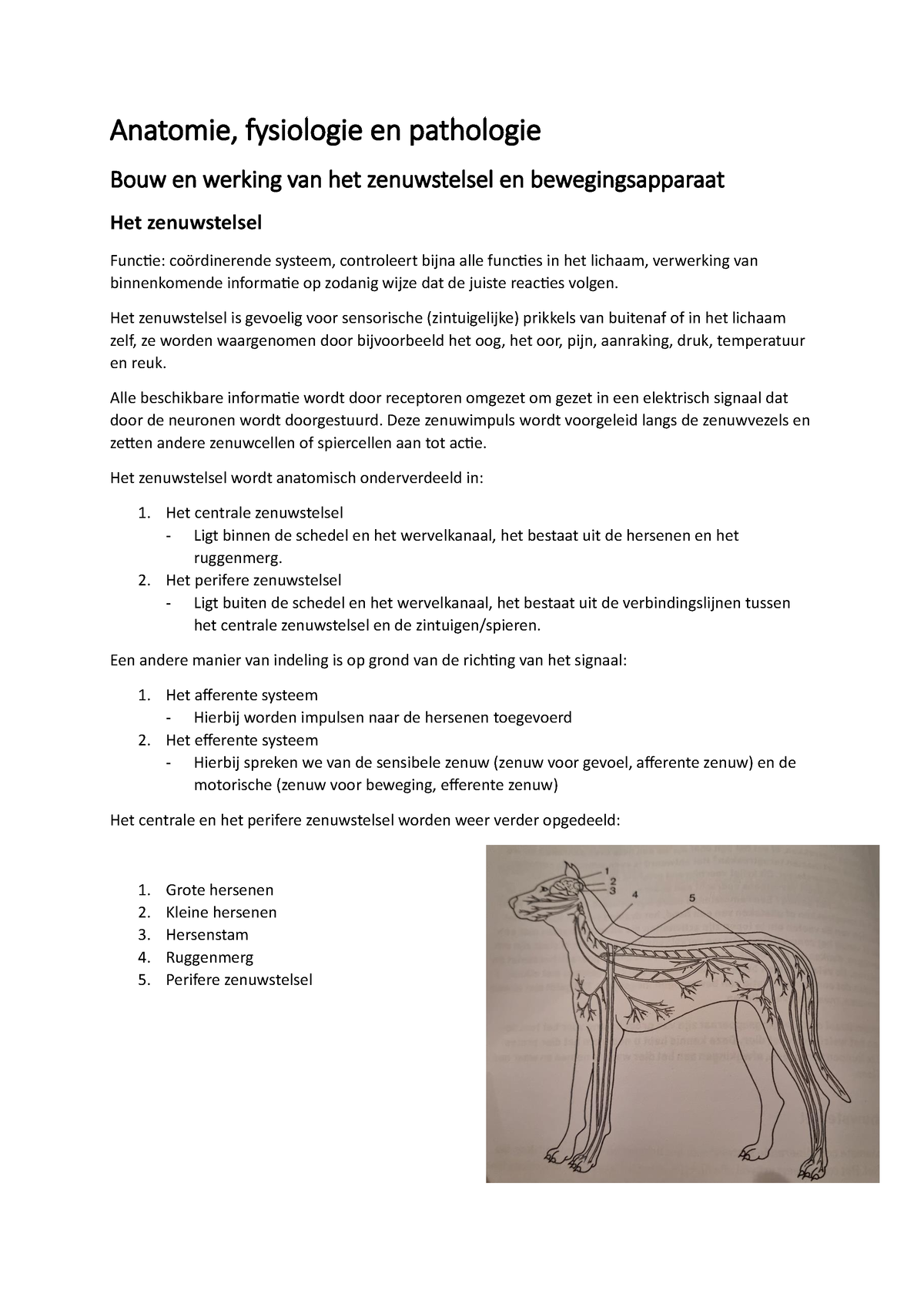 Bouw En Werking Van Het Zenuwstelsel En Bewegingsapparaat - Anatomie ...