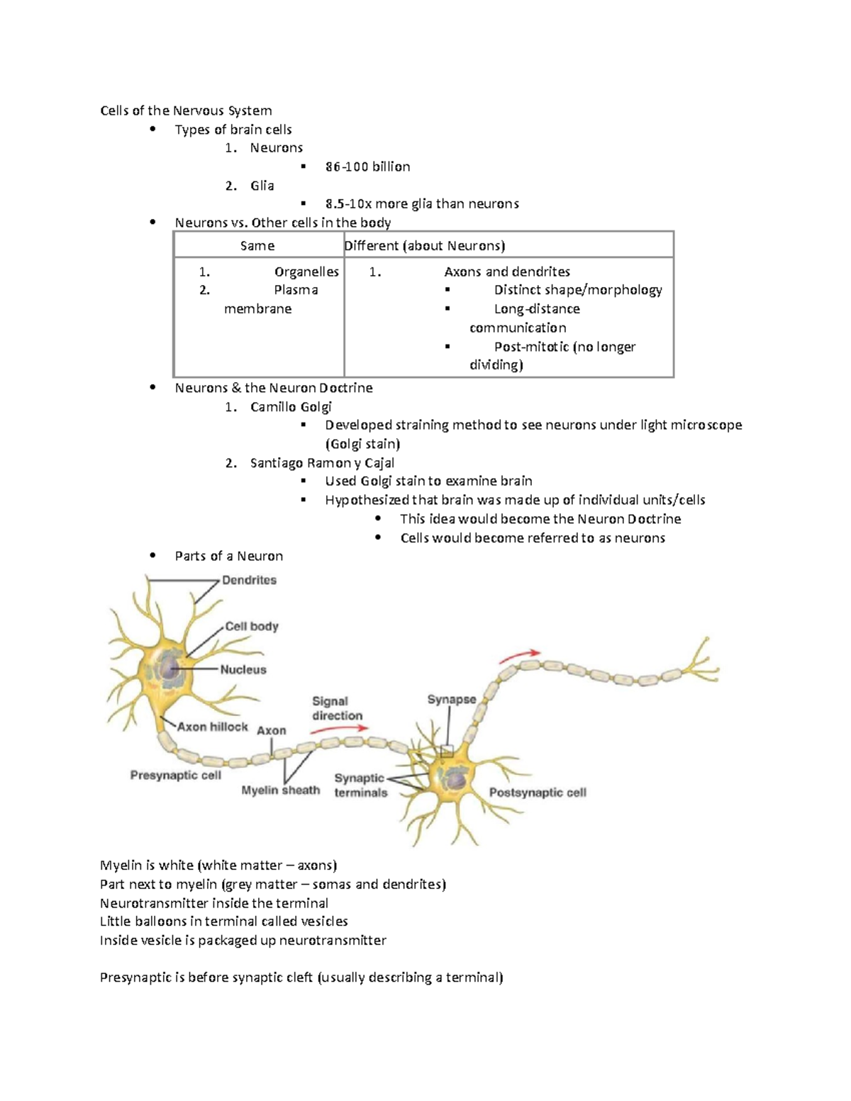 Cells of the Nervous System - Neurons 86-100 billion 2. Glia 8-10x more ...
