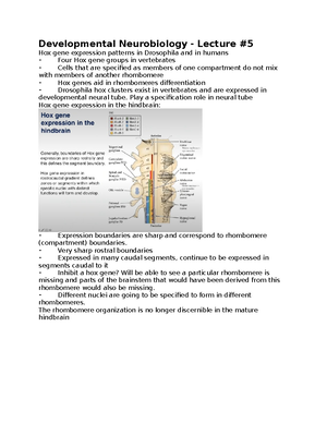 Developmental Neurobiology - Lecture #13 - Developmental Neurobiology ...