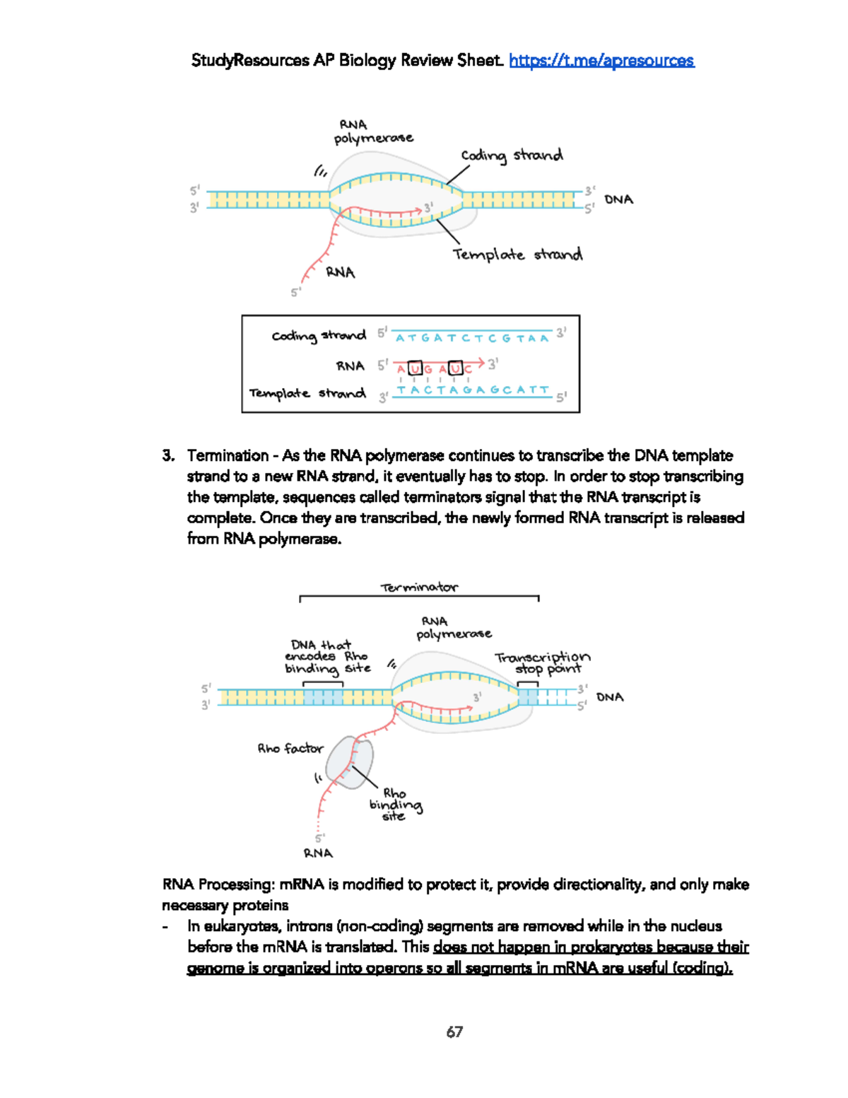 Biology Notes Part 22 - BIOL 23100 - Studocu