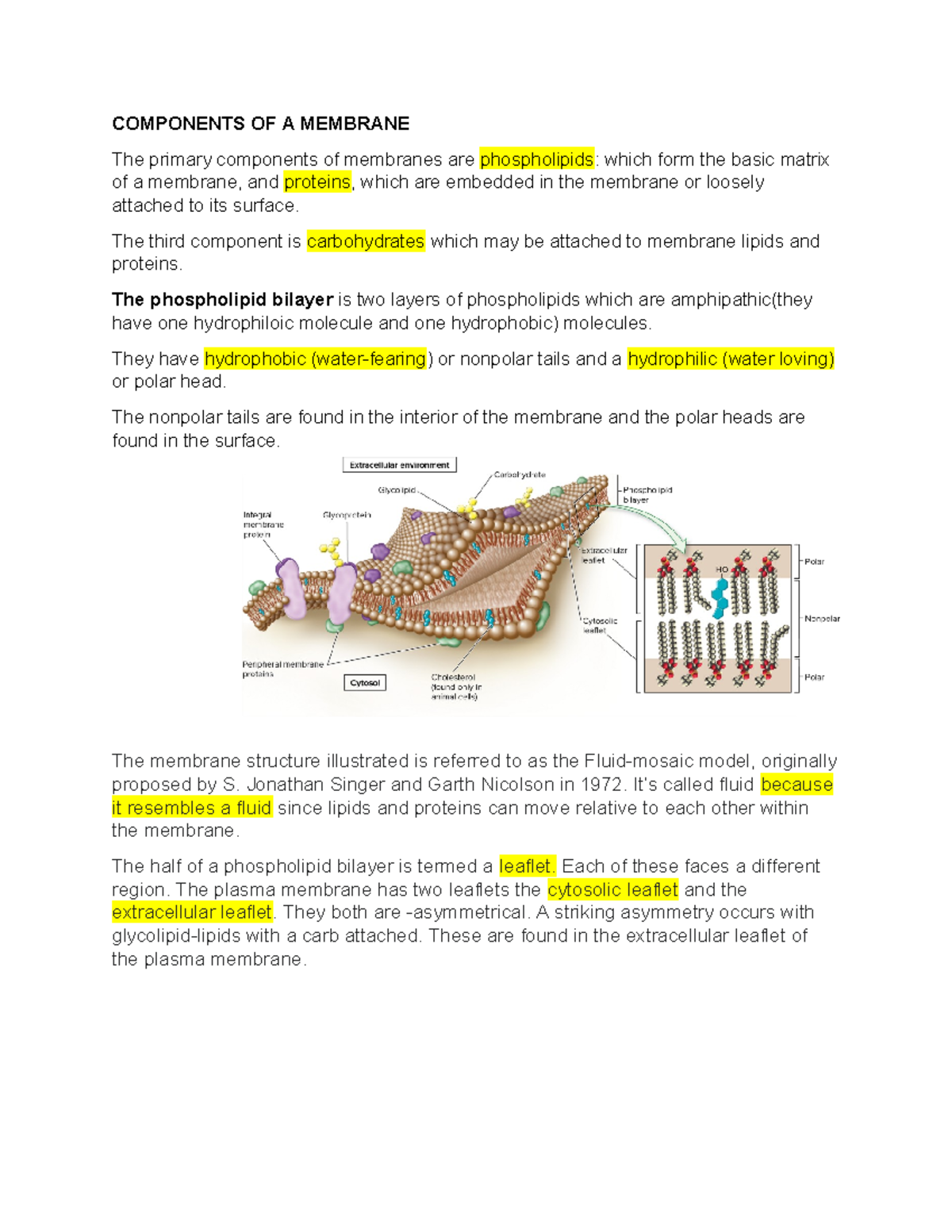 Notes biology, chapters 4, 5, 9 - COMPONENTS OF A MEMBRANE The primary ...